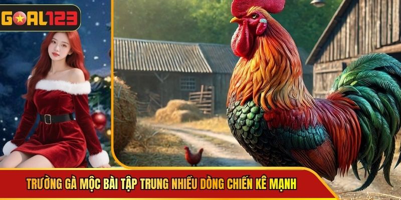 Trường Gà Mộc Bài Tập Trung Nhiều Dòng Chiến Kê Mạnh